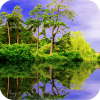 Forest Pond Giveaway