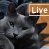 Cute Lazy Cat Live Wallpaper Giveaway